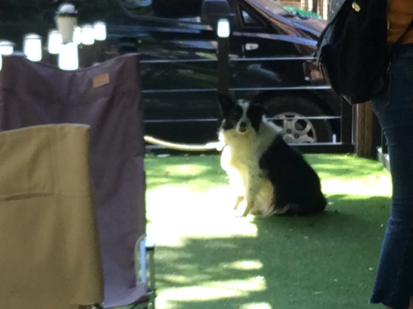 A cat near the café