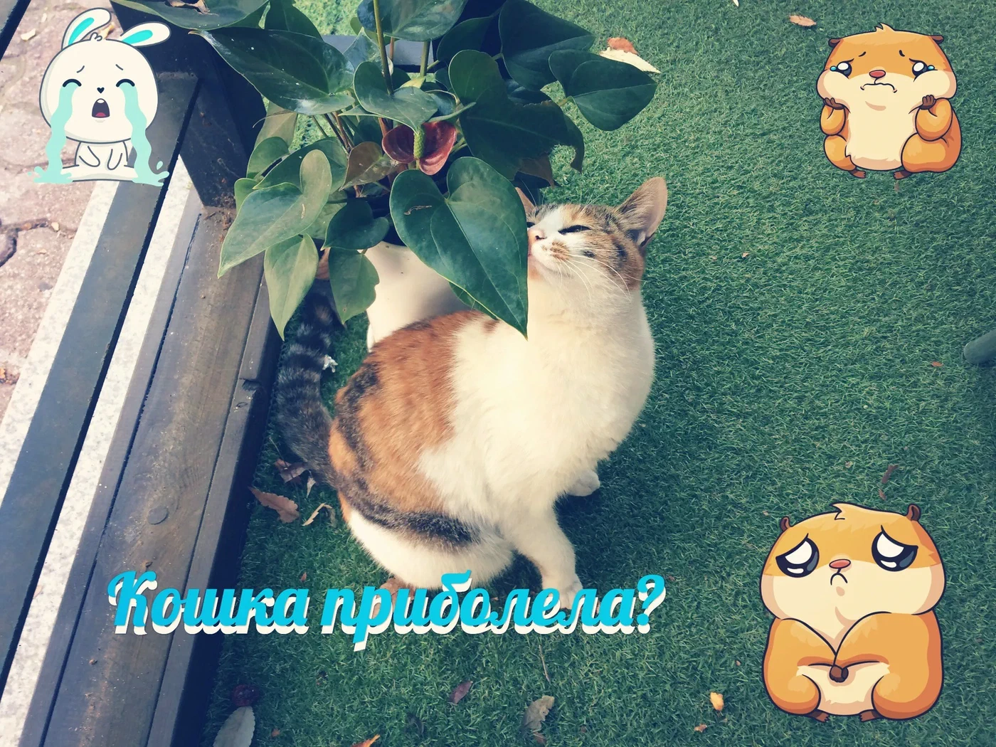 A cat lying beside some plants