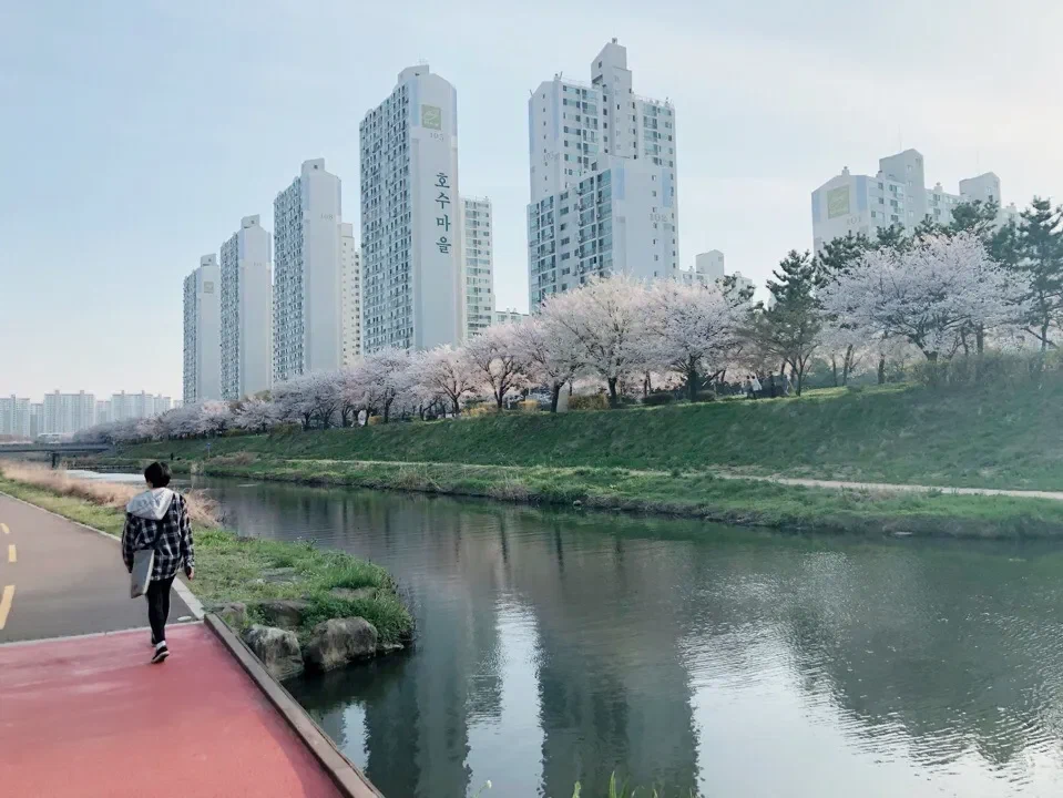Cherry blossoms along a river with apartment buildings
