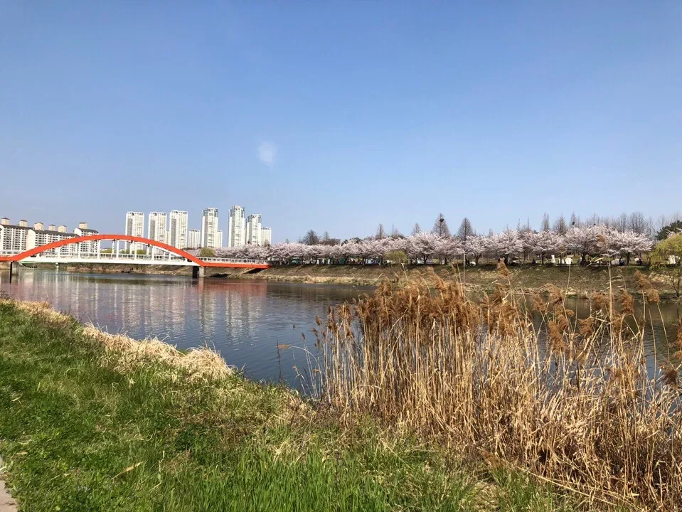 Река, мост и цветущие деревья