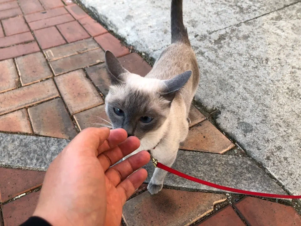 Кошка тянется к руке