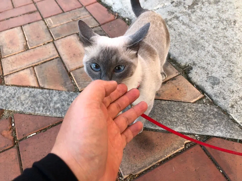 Кошка возле руки