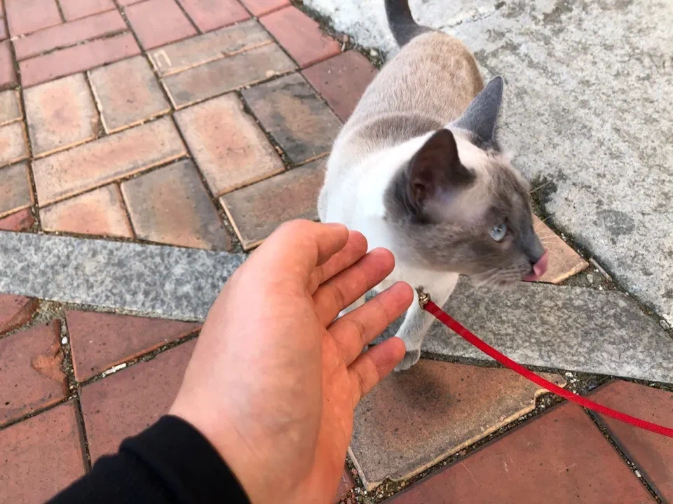 Кошка смотрит в сторону