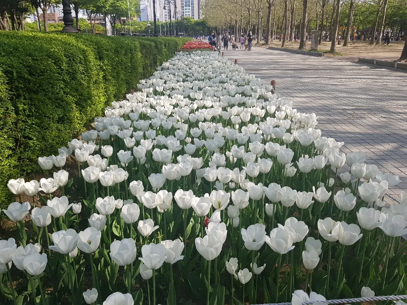 Белые цветы в парке